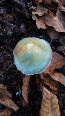 Stropharia caerulea