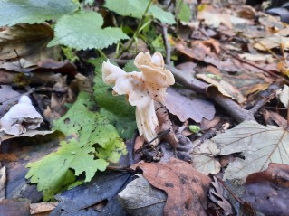 Helvella crispa