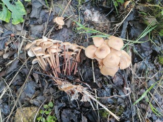 Gymnopus dryophilus