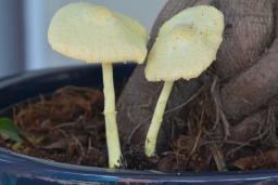 Leucocoprinus birnbaumii