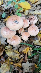 Hypholoma capnoides