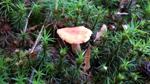 Lactarius fulvissimus