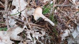 Rhizocybe pruinosa