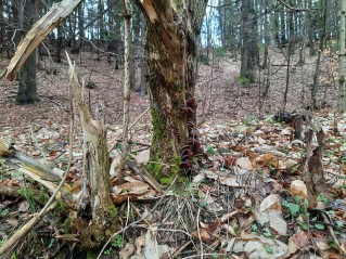 Auricularia auricula-judae