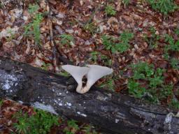 Polyporus tuberaster