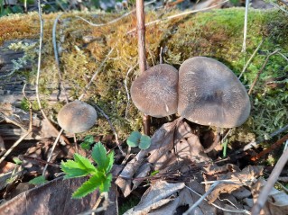 Lentinus substrictus