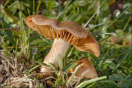 Cortinarius