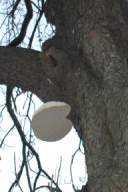 Fomes fomentarius