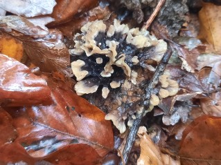 Thelephora atrocitrina