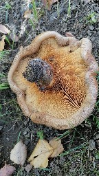 Paxillus involutus