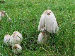 Coprinopsis atramentaria