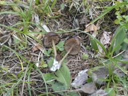 Entoloma xanthochroum