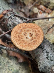 Polyporus tuberaster