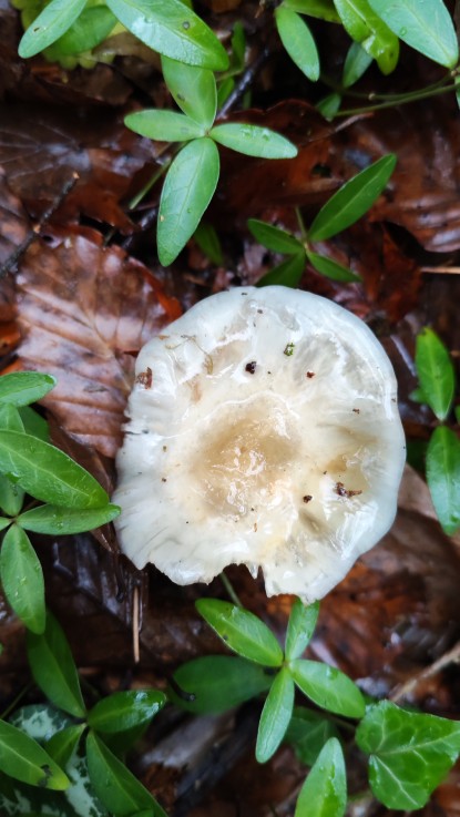 Stropharia aeruginosa