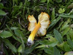 Hygrocybe acutoconica