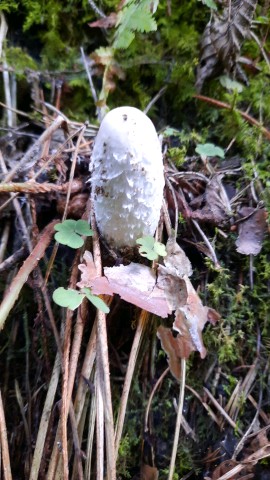 Coprinus comatus