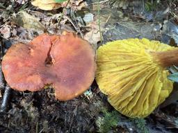 Phylloporus pelletieri