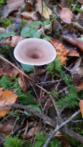 Pseudoclitocybe cyathiformis