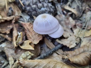 Mycena pura