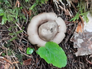 Geastrum fimbriatum