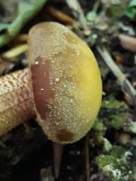 Kuehneromyces mutabilis