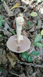 Agaricus sylvicola