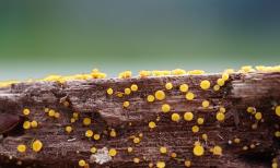 Calycina citrina