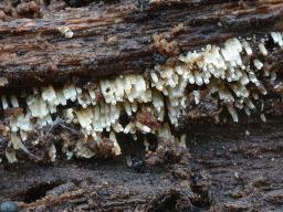 Henningsomyces candidus