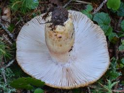 Russula illota