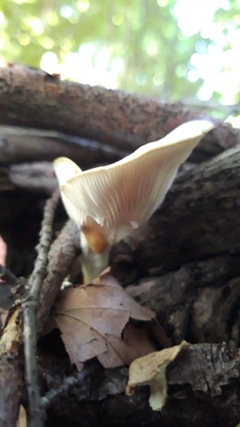 Pleurotus pulmonarius