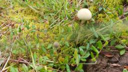 Protostropharia semiglobata
