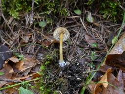 Entoloma formosum