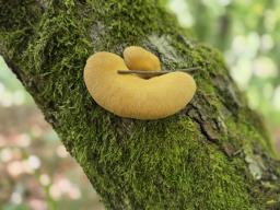 Cerioporus varius
