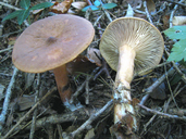 Lactarius tabidus