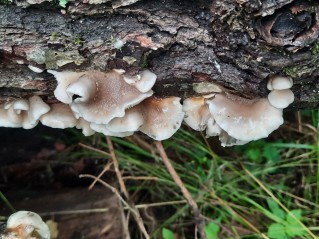 Hohenbuehelia atrocoerulea