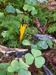 Calocera viscosa