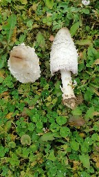 Coprinus comatus