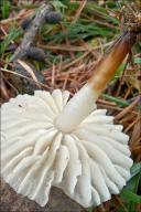 Marasmius wynneae