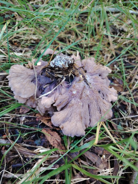 Gomphus clavatus