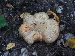 Paxillus involutus