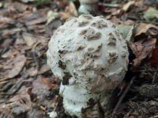 Amanita strobiliformis