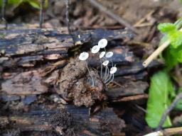 Mycena nucicola