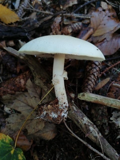 Agaricus sylvicola