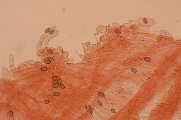 Conocybe aurea