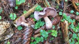 Cortinarius traganus