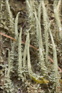 Cladonia glauca