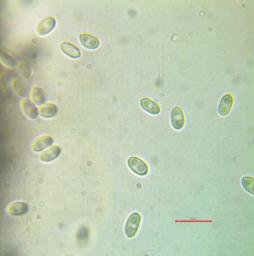 Gracilistilbella clavulata