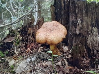 Neolentinus lepideus