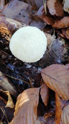 Lycoperdon perlatum