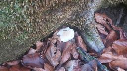 Tricholoma lascivum